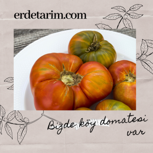 köylü domates ( 1 kg )