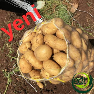 Patates Arya (agria) ( kızartmalık) doğal patates